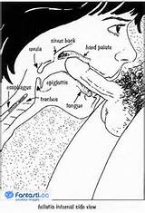 An image by Hornynerd: Anatomy of a blowjob |