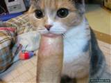 com archive 4680 cat tv blowjob beast cat blowjob peter