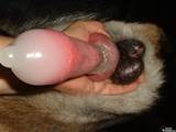 Dog Dick Rubber Load