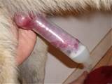 Beast condom penis dog cum